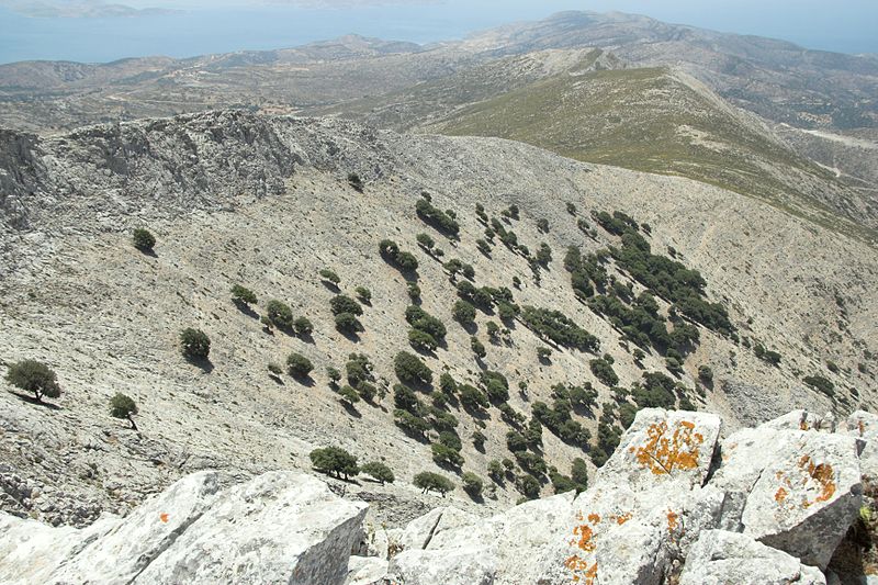 Soubor:Mount Zas, Naxos, oaks, 080522.jpg