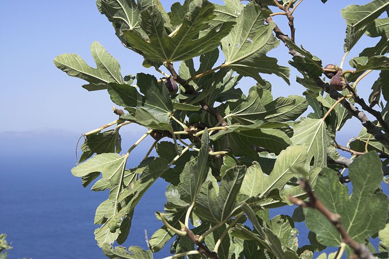 Soubor:Way Ormos Aigiali to Chora of Amorgos, 085104.jpg