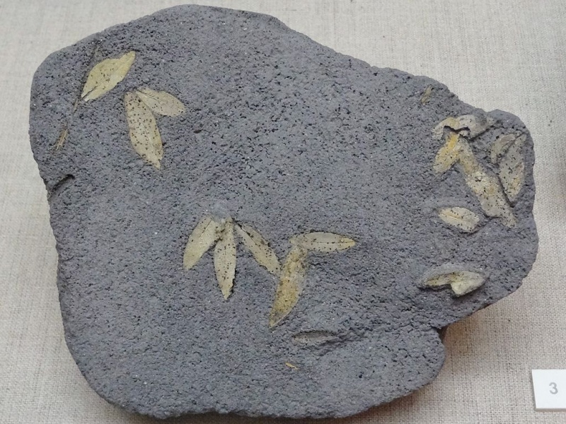 Soubor:Prähistorisches Museum Thira Versteinerte Pflanzen 01.jpg