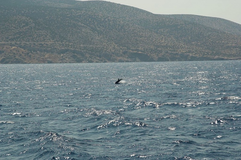 Soubor:Dolphin, southwestern coast of Naxos, 080481.jpg