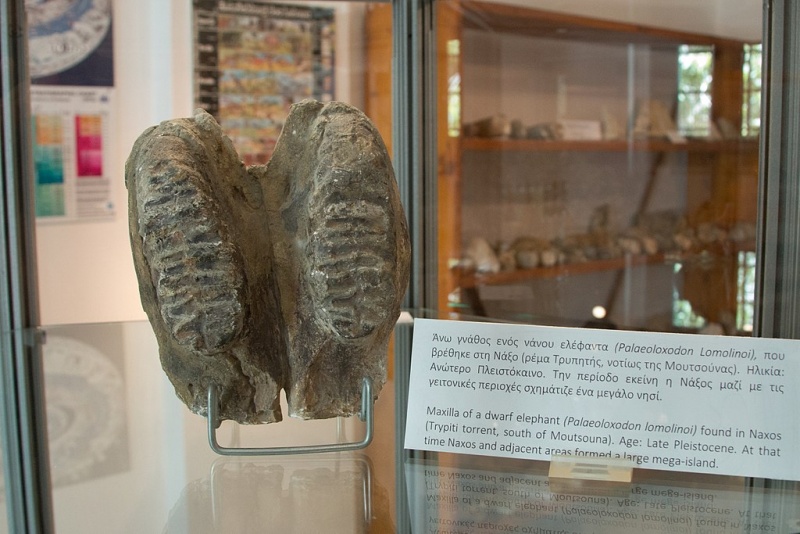 Soubor:Maxilla of dwarf elephant, Geological Museum Apeiranthos, 176934.jpg
