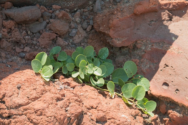 Soubor:Plant of kapari, Armeni, Santorini, 176666.jpg
