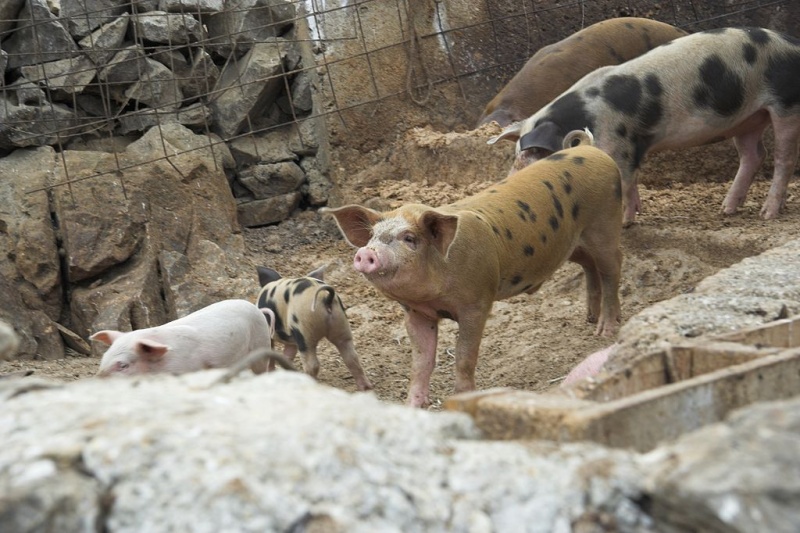 Soubor:Tholaria, Amorgos, pigs, 084805.jpg