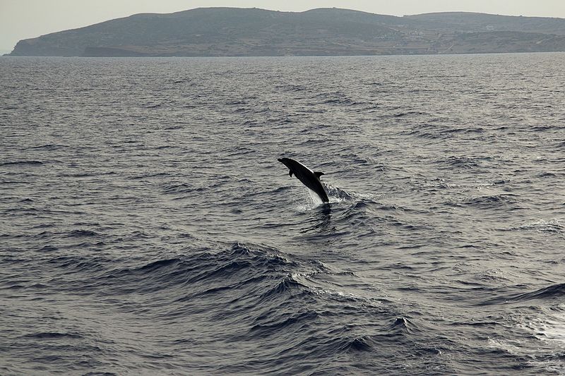 Soubor:Dolphin, southeast coast of Naxos, 144212x.jpg