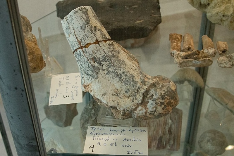 Soubor:Paleontological collection, Geological Museum Apeiranthos, 176937.jpg