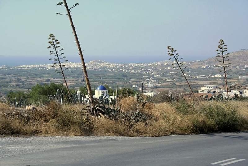 Soubor:Agave between Galanado village and Town of Naxos, 0503099.jpg