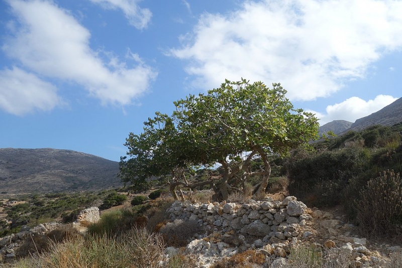 Soubor:From Lagada to Agios Theologos, Amorgos, 18M2228.jpg